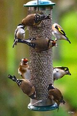 A Charm of Goldfinches