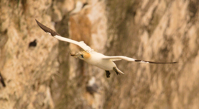 EF7A9626 Gannet