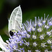 20230719 2575CPw [D~LIP] Flachblättriger Mannstreu (Eryngium planum), Kleine Mistbiene (Syritta pipiens), Bad Salzuflen
