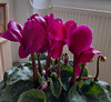 Mon cyclamen************