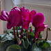 Mon cyclamen************