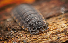 Die Landassel (Oniscidea) auf der Flucht :)) The land louse (Oniscidea) on the run :)) Le pou du sol (Oniscidea) en fuite :))