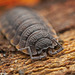Die Landassel (Oniscidea) auf der Flucht :)) The land louse (Oniscidea) on the run :)) Le pou du sol (Oniscidea) en fuite :))