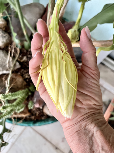 Epiphyllum oxypetalum, still closed
