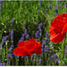 Gentil coquelicot !