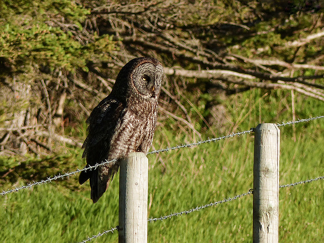 Way down the fence line