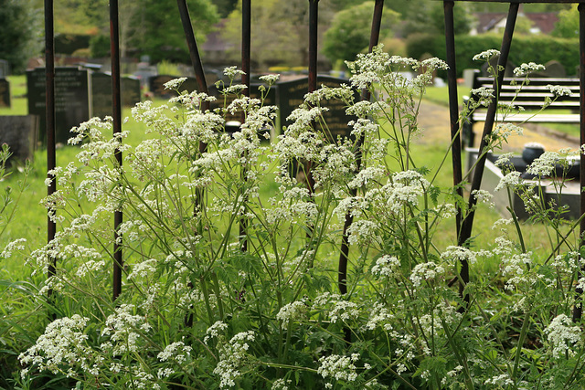 Cow parsley