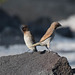 Scaly-Breasted Munia