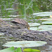 Red-winged Blackbird juveniles