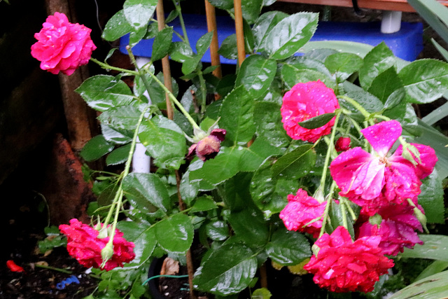 mes roses après l'orage