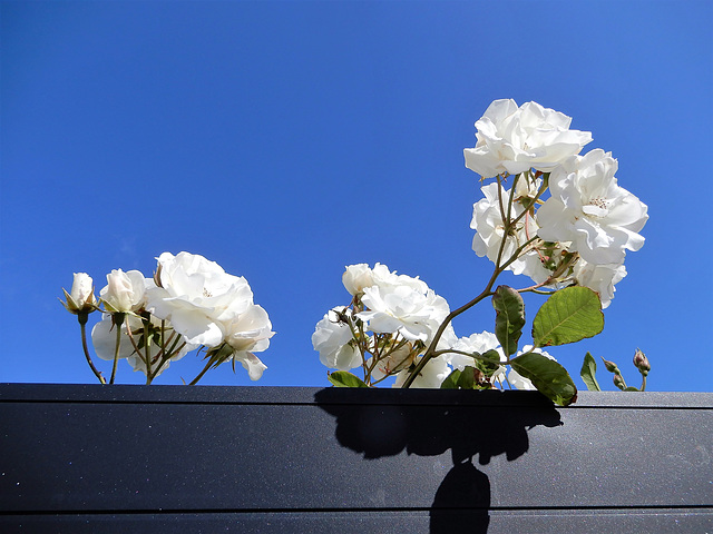 des roses blanches pour tous  les résistants en ce 6 Juin