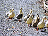 Line of Ducks