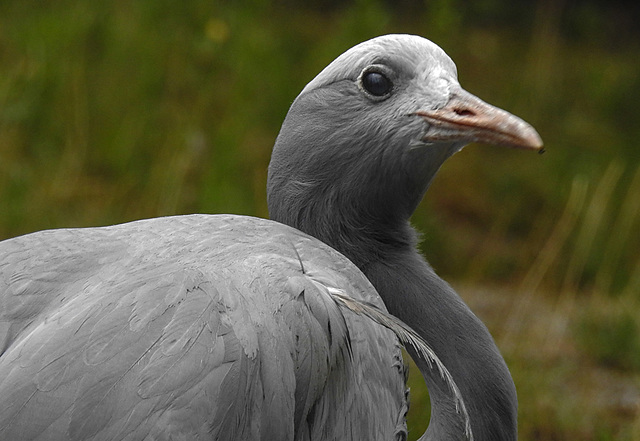 20210729 2228CPw [D~OS] Paradieskranich (Anthropoides paradisea, Syn.: Grus paradisea), Zoo Osnabrück