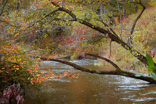 The murmuring creek.