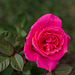 Royal Pink DxO 1080