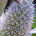 20230719 2576CPw [D~LIP] Flachblättriger Mannstreu (Eryngium planum), Kleine Mistbiene (Syritta pipiens), Bad Salzuflen