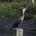 5T2A0821-CR3 DxO DeepPRIME -1Cormorantv3