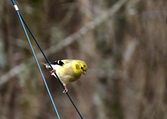 Goldfinch