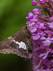 Epargyreus clarus (Silver-spotted Skipper) pollinating Platanthera psycodes (Small Purple Fringed orchid)