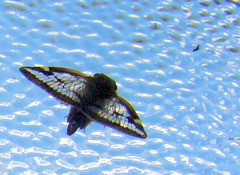 Butterfly on Window.