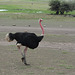 Ngorongoro, Common Ostrich