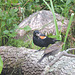 Red-winged Blackbird male and young