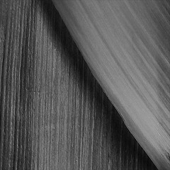 devinette 17, feuilles blanches de poireau