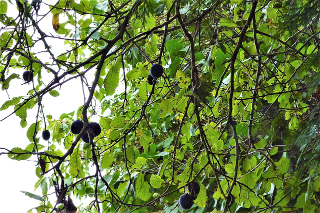 A few damsons left on the tree