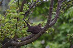 Edinburgh Zoo (1) - 2 August 2019