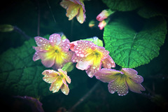 Jewelled Polyanthus.