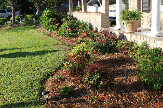 Spring Blooms...   Day Lilies ...  ( the Azaleas here had already bloomed.)