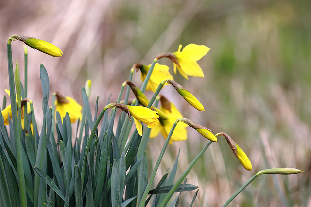 EOS 6D Peter Harriman 11 08 22 57798 daffs dpp