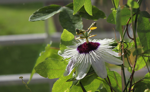 Passiflora  Panda