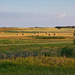 round bales at golden hour