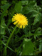 dandelion