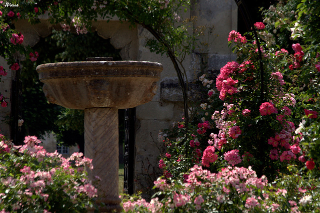 Roseraie parc de Chaalis