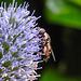 20230719 2577CPw [D~LIP] Flachblättriger Mannstreu (Eryngium planum), Kleine Mistbiene (Syritta pipiens), Bad Salzuflen