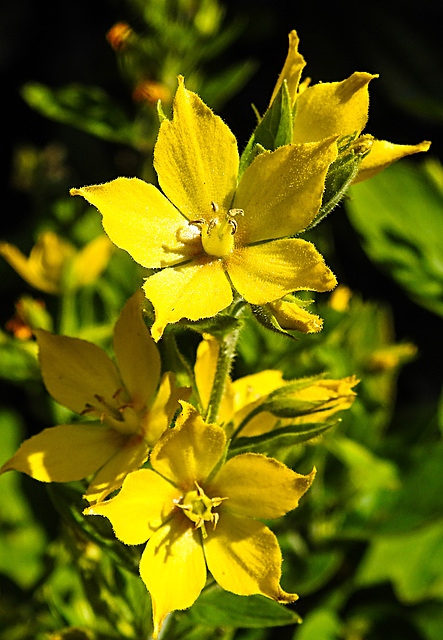 20240714 0467CPw [D~LIP] Punktierter Gilbweiderich (Lysimachia punctata), BS