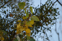 roitelet huppé (regulus regulus)