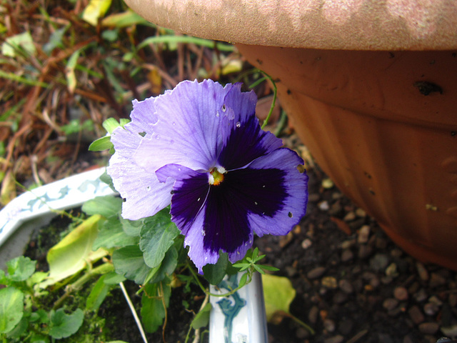 The last of the pansies which have been flowering since April