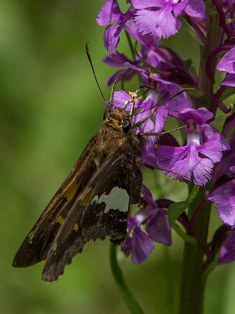 Epargyreus clarus (Silver-spotted Skipper) pollinating Platanthera psycodes (Small Purple Fringed orchid)