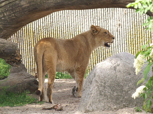 Lions, 5