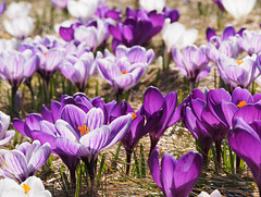 Endlich Frühling