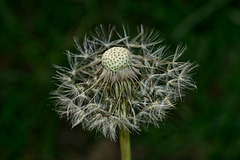 BVESANCON: Une fleur de pissenlit.