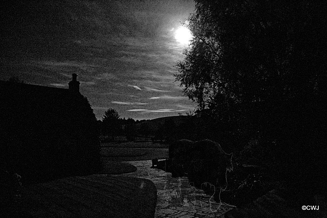 Is the moonlight playing tricks on me or can anyone else see the faint image of a horse coming up the path to what used to be the farm stables?