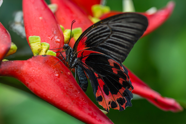 Scarlet Mormon - Papilio rumanzovia