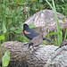 Red-winged Blackbird male and young