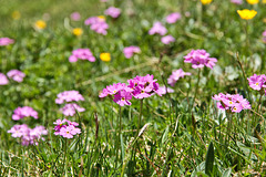 Mehlprimel - (Primula farinosa)