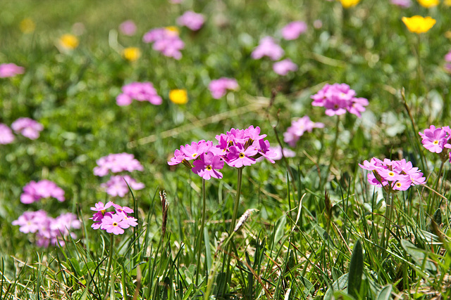 Mehlprimel - (Primula farinosa)