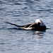 Sleeping Long-tailed duck (Clangula hyemalis)